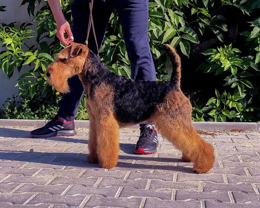 fido 1