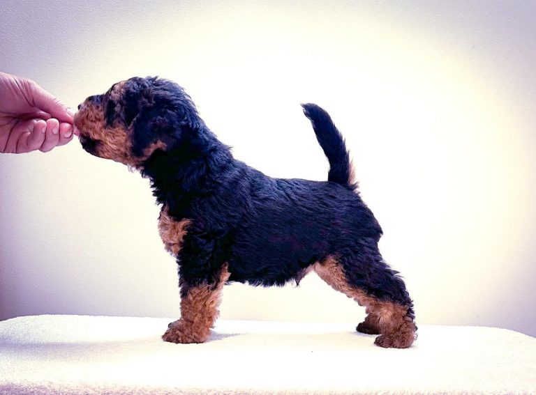 6 weeks male avaible